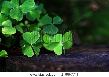 Shamrocks in summer forest on an old stump