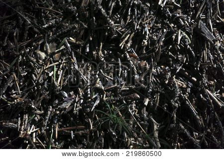 A family of ants swarming in an anthill