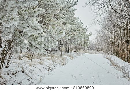 cold day in the snowy winter forest
