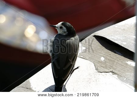 White songbirds. The Wagtail is one of the most useful birds.