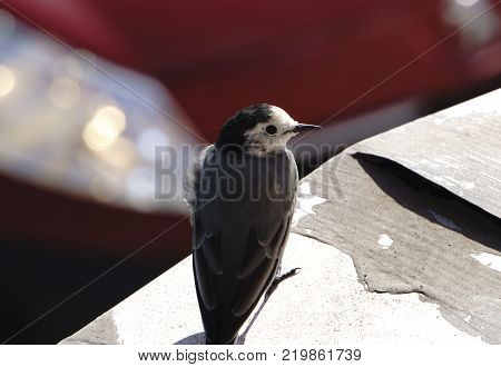Wagtail posing photographer 