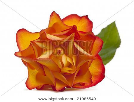 Rose Marie-Claire in front of white background