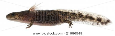 Brand salamander larve viser den eksterne gæller, Salamandra salamandra, foran hvid bagg