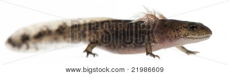 Brand salamander larve viser den eksterne gæller, Salamandra salamandra, foran hvid bagg