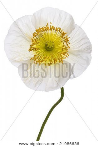 Close-up di bianco alpino papavero, Papaver alpinum, davanti a sfondo bianco