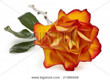 Rose Marie-Claire in front of white background