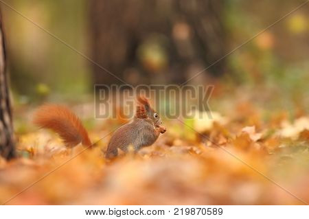 The squirrel was photographed in the Czech Republic. Squirrel is a medium-sized rodent. Inhabiting a wide territory ranging from Western Europe to Eastern Asia.Animal in the wild. Beautiful picture of a rusty squirrel. Squirrel sitting in a leaf. Small ma