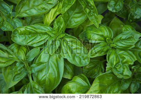 Bush basil straight on the bed, bright, green, juicy leaflets