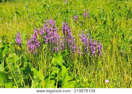 Purple Loosestrife (Lythrum Salicaria) on the meadow
