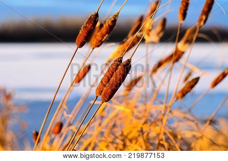 Mature Flower Spike Of The Bulrush Plant