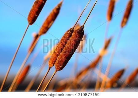 Mature Flower Spike Of The Bulrush Plant