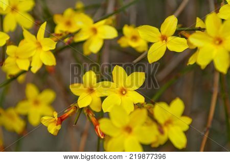 Winter jasmine or Jasminum nudiflorum deciduous shrub blooming with yellow flowers in early spring