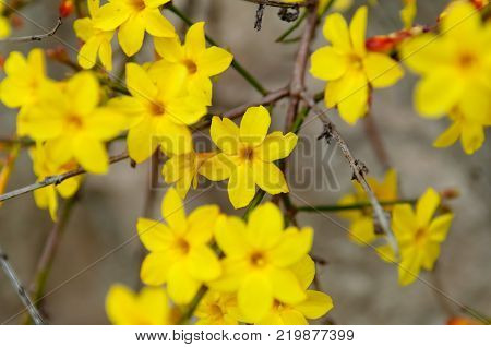 Winter jasmine or Jasminum nudiflorum deciduous shrub blooming with yellow flowers in early spring