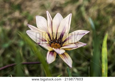 stunning and lovely close up flower in the field .