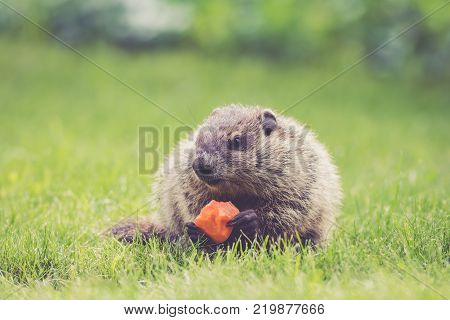 Adorable little Groundhog (Marmota Monax) holds a half-eaten carrot sitting in the green grass at springtime