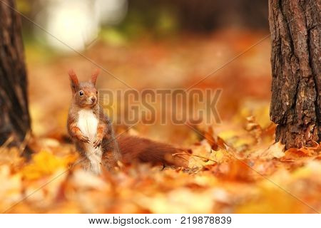 The squirrel was photographed in the Czech Republic. Squirrel is a medium-sized rodent. Inhabiting a wide territory ranging from Western Europe to Eastern Asia.Animal in the wild. Beautiful picture of a rusty squirrel. Squirrel sitting in a leaf. Small ma