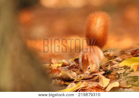 The squirrel was photographed in the Czech Republic. Squirrel is a medium-sized rodent. Inhabiting a wide territory ranging from Western Europe to Eastern Asia.Animal in the wild. Beautiful picture of a rusty squirrel. Squirrel sitting in a leaf. Small ma