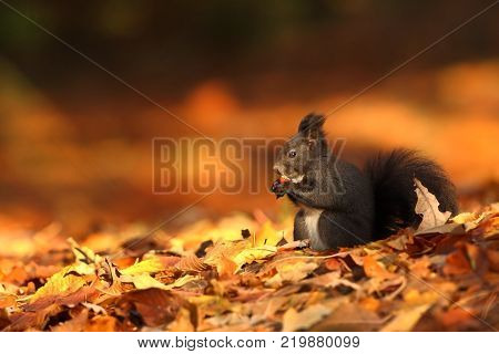 The squirrel was photographed in the Czech Republic. Squirrel is a medium-sized rodent. Inhabiting a wide territory ranging from Western Europe to Eastern Asia.Animal in the wild. Beautiful picture of a rusty squirrel. Squirrel sitting in a leaf. Small ma