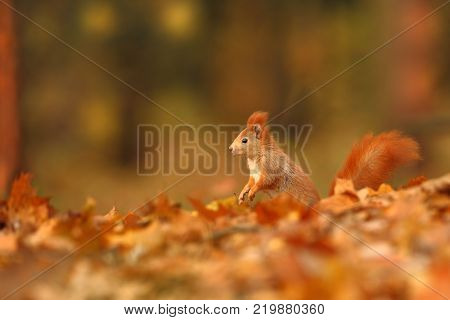 The squirrel was photographed in the Czech Republic. Squirrel is a medium-sized rodent. Inhabiting a wide territory ranging from Western Europe to Eastern Asia.Animal in the wild. Beautiful picture of a rusty squirrel. Squirrel sitting in a leaf. 