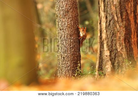 The squirrel was photographed in the Czech Republic. Squirrel is a medium-sized rodent. Inhabiting a wide territory ranging from Western Europe to Eastern Asia.Animal in the wild. Beautiful picture of a rusty squirrel. Squirrel sitting in a leaf. 