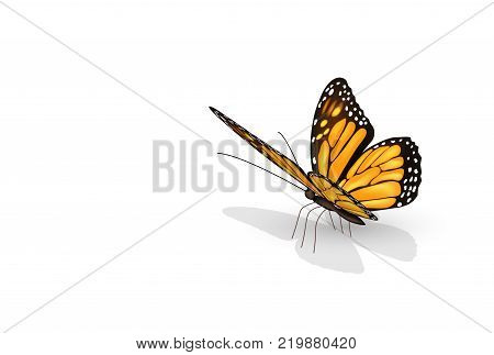 Colorful butterfly isolated on white background with light shadow. Beautiful decoration for your project.