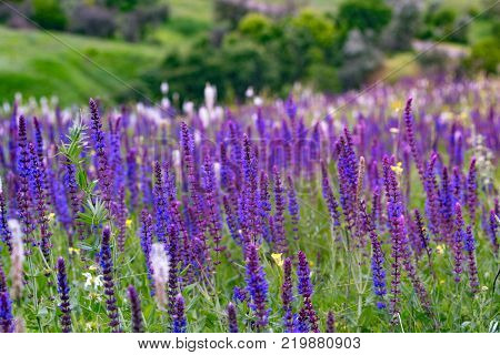 salvia. summer meadow sage background a a