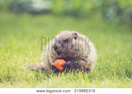 Young Groundhog (Marmota Monax) holding a half-eaten carrot and mouth open
