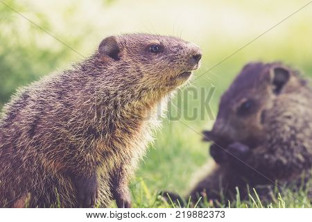 Mama Groundhog (Marmota Monax) keeps a watchful eye on little one on a spring morning in green grass