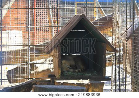 Coati sleeping in a cage in zoo