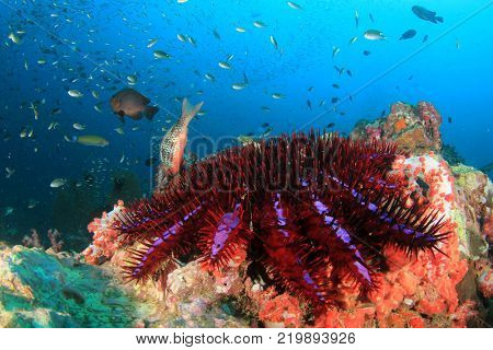 Crown of Thorns Starfish