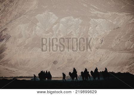Silhouette image of camels caravan in the Hunder desert Nubra valley India