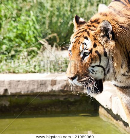 Walking Tiger (panthera Tigris)