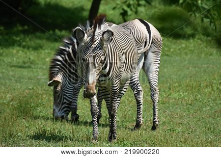 Stunning sebras grazing ina field of grass in a zoo