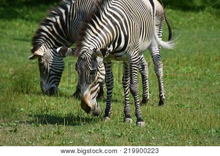Stunning Sebras Grazing In A Field Of Grass