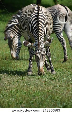 Stunning Sebras Grazing In A Grass Field