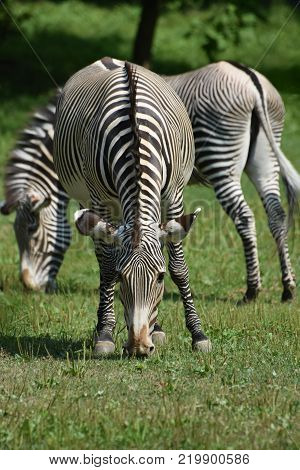 Stunning sebras standing and grazing in a field of grass