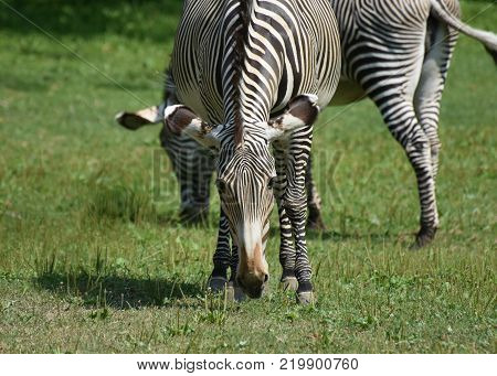 Stunning sebras grazing in a field full of grass