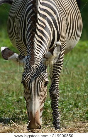 Stunning sebra grazing in a field full of grass