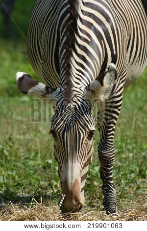Stunning sebras grazing ina field of grass in a zoo