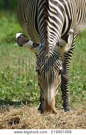 Stunning sebras grazing on a bunch of hay