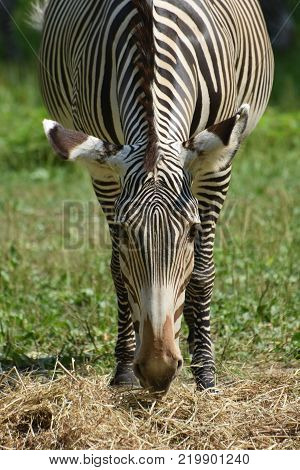 Stunning sebras grazing ina field of grass in a zoo