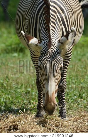 Stunning sebras grazing ina field of grass