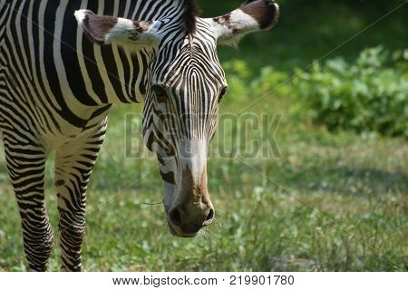 Stunning sebras standing in a field on a sunny day