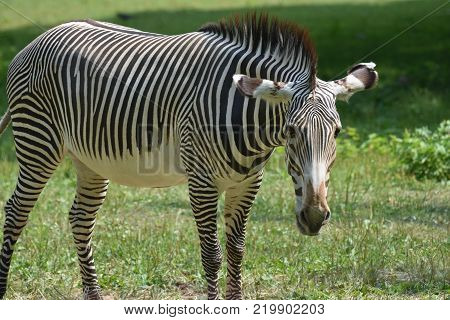 Stunning sebras grazing ina field of grass in a zoo