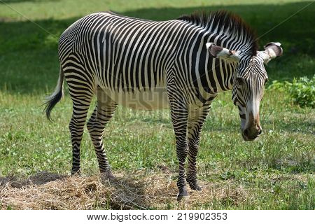 Stunning sebra standing in a field of grass