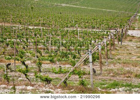 สวนไวน์ Barbera - อิตาลี