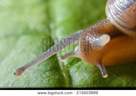 Garden snail on a green leaf natural green background macro