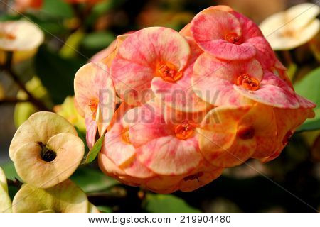 Close up image of bunch euphorbia flower