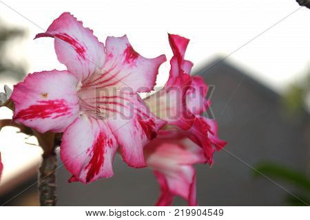 Close up image of three frangipani flower