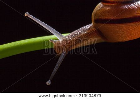 Garden snail on a green leaf natural green background macro